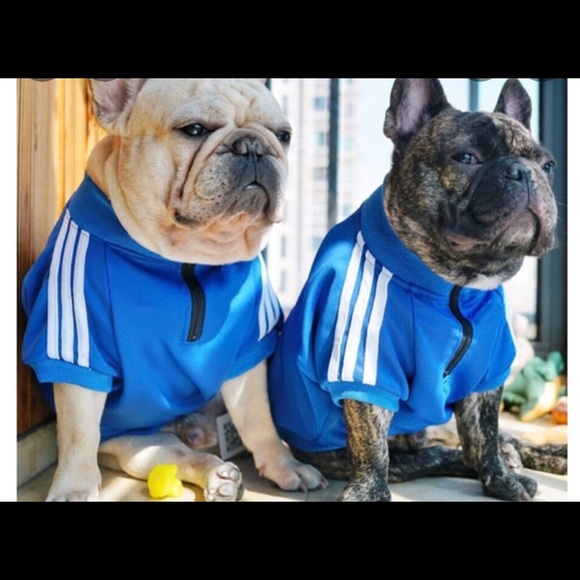 Dog shirt - Picture 3 of 3